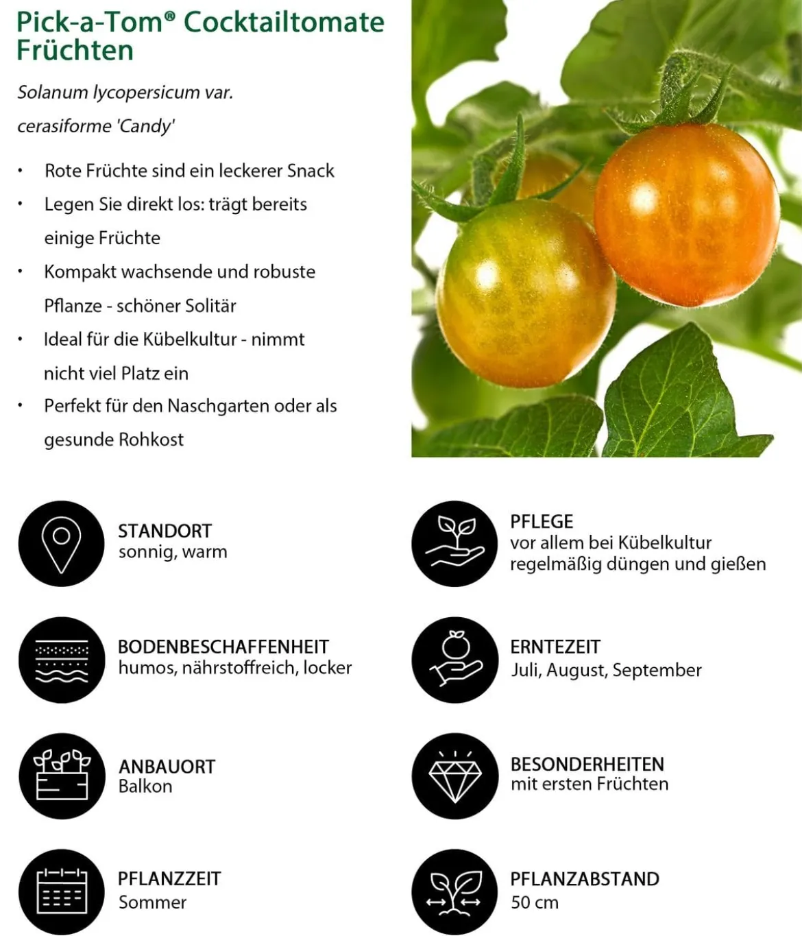 Pick-a-Tom® Cocktailtomate 'Candy'