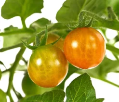 Pick-a-Tom® Cocktailtomate 'Candy'