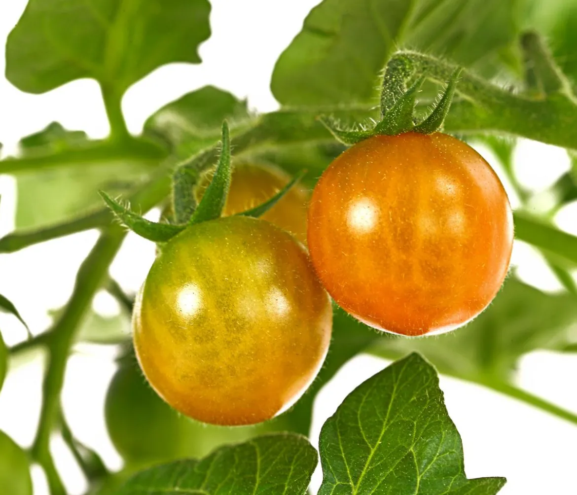 Pick-a-Tom® Cocktailtomate 'Candy'
