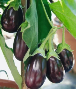 Pick-&-Joy® Aubergine