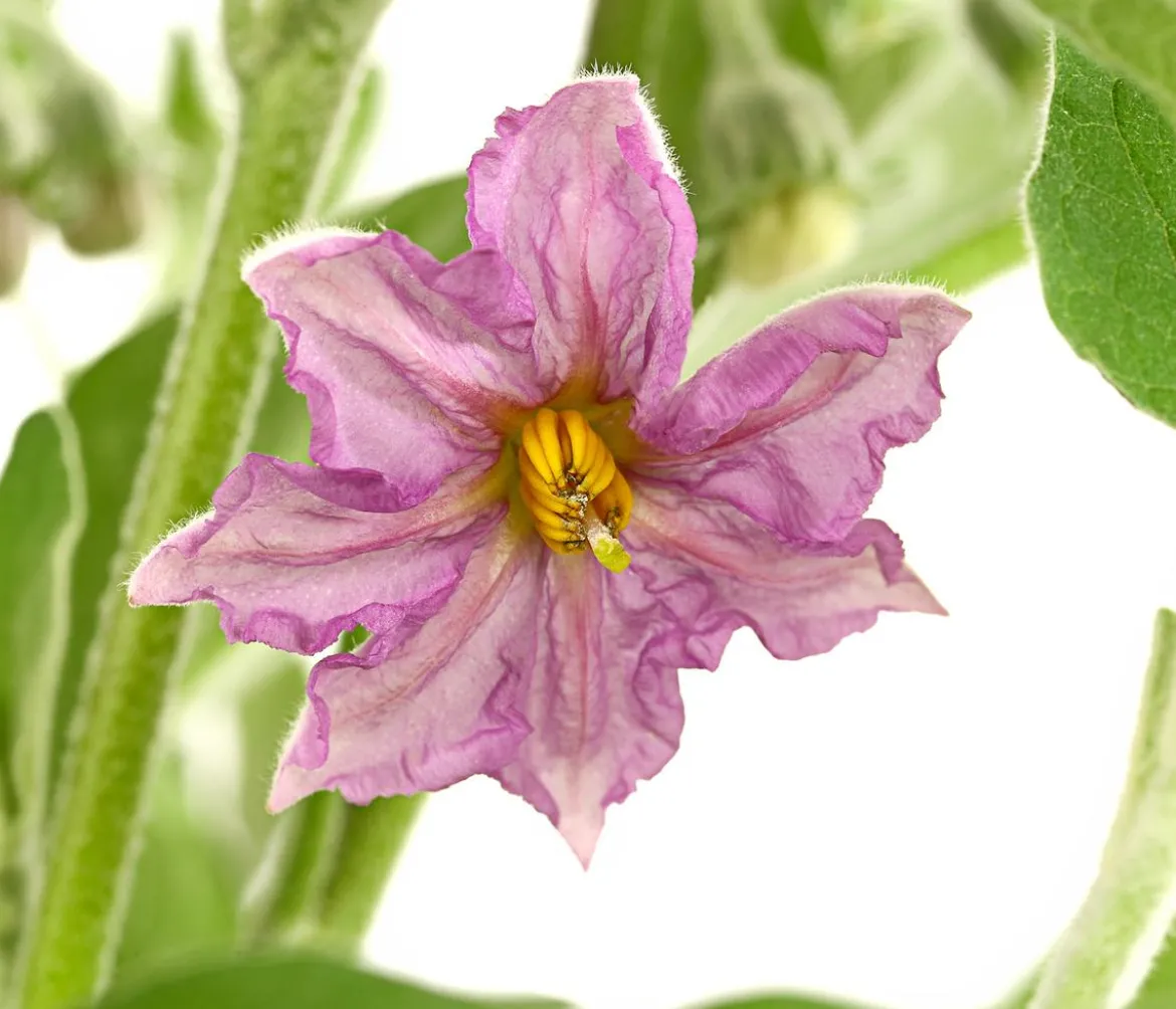 Pick-&-Joy® Aubergine