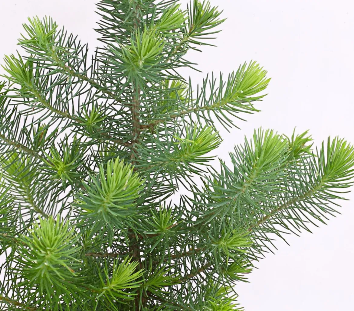 Pinie 'Silver Crest'