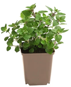 Pizza-Oregano