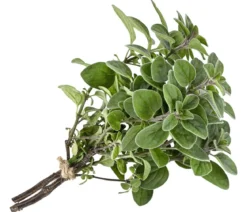 Pizza-Oregano