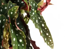 Polka-Dot Begonie - Begonia maculata