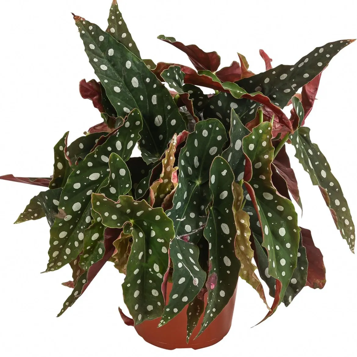 Polka-Dot Begonie - Begonia maculata