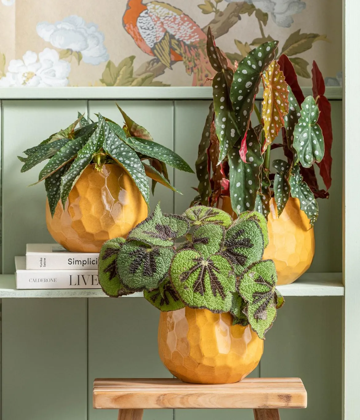Polka-Dot Begonie - Begonia maculata