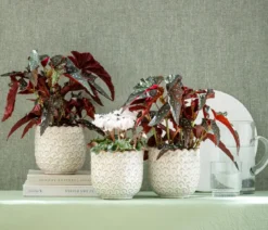 Polka-Dot Begonie - Begonia maculata