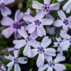 Polster-Phlox, verschiedene Farben
