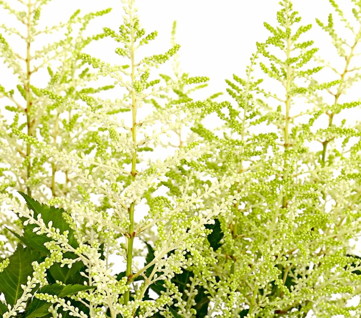 Prachtspiere, Astilbe