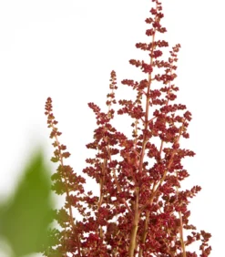 Prachtspiere, Astilbe