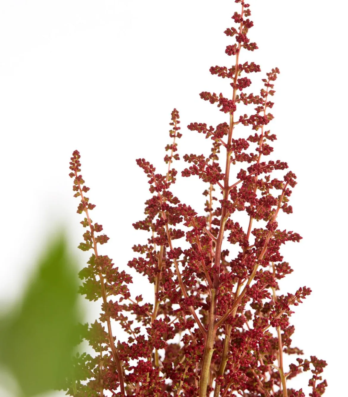 Prachtspiere, Astilbe