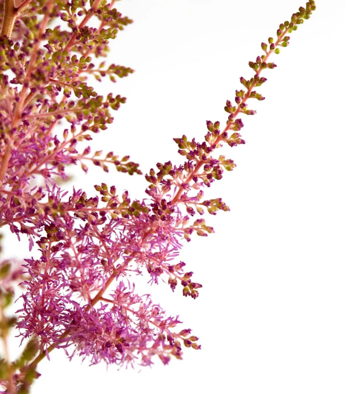 Prachtspiere, Astilbe