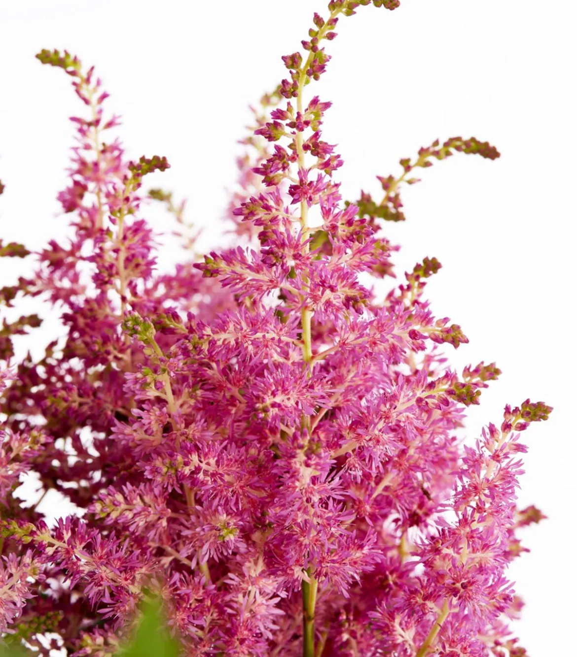 Prachtspiere, Astilbe
