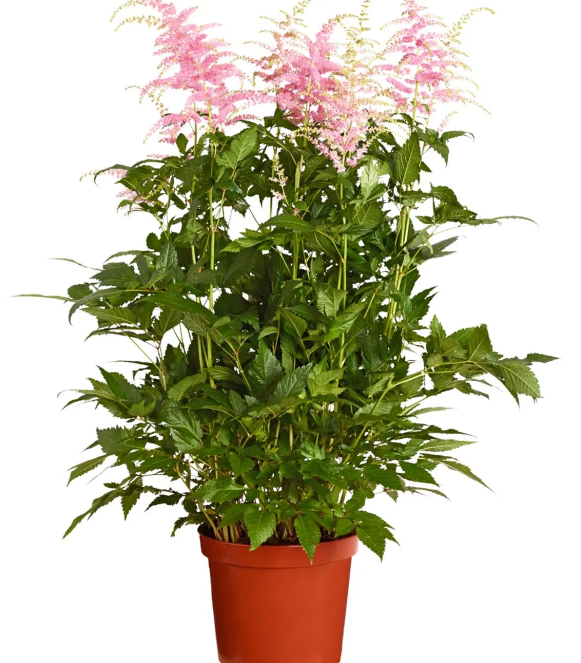 Prachtspiere, Astilbe