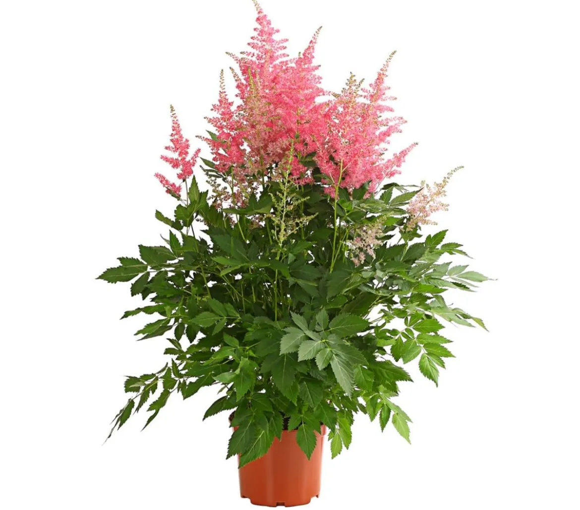 Prachtspiere, Astilbe