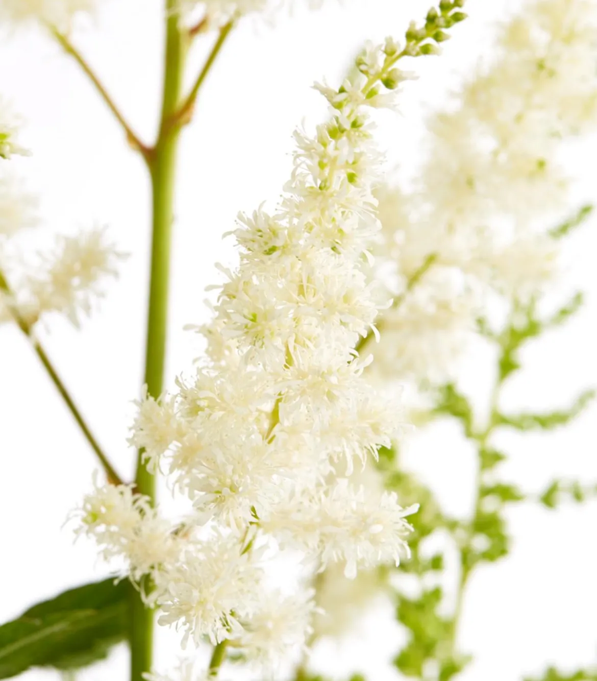 Prachtspiere, Astilbe