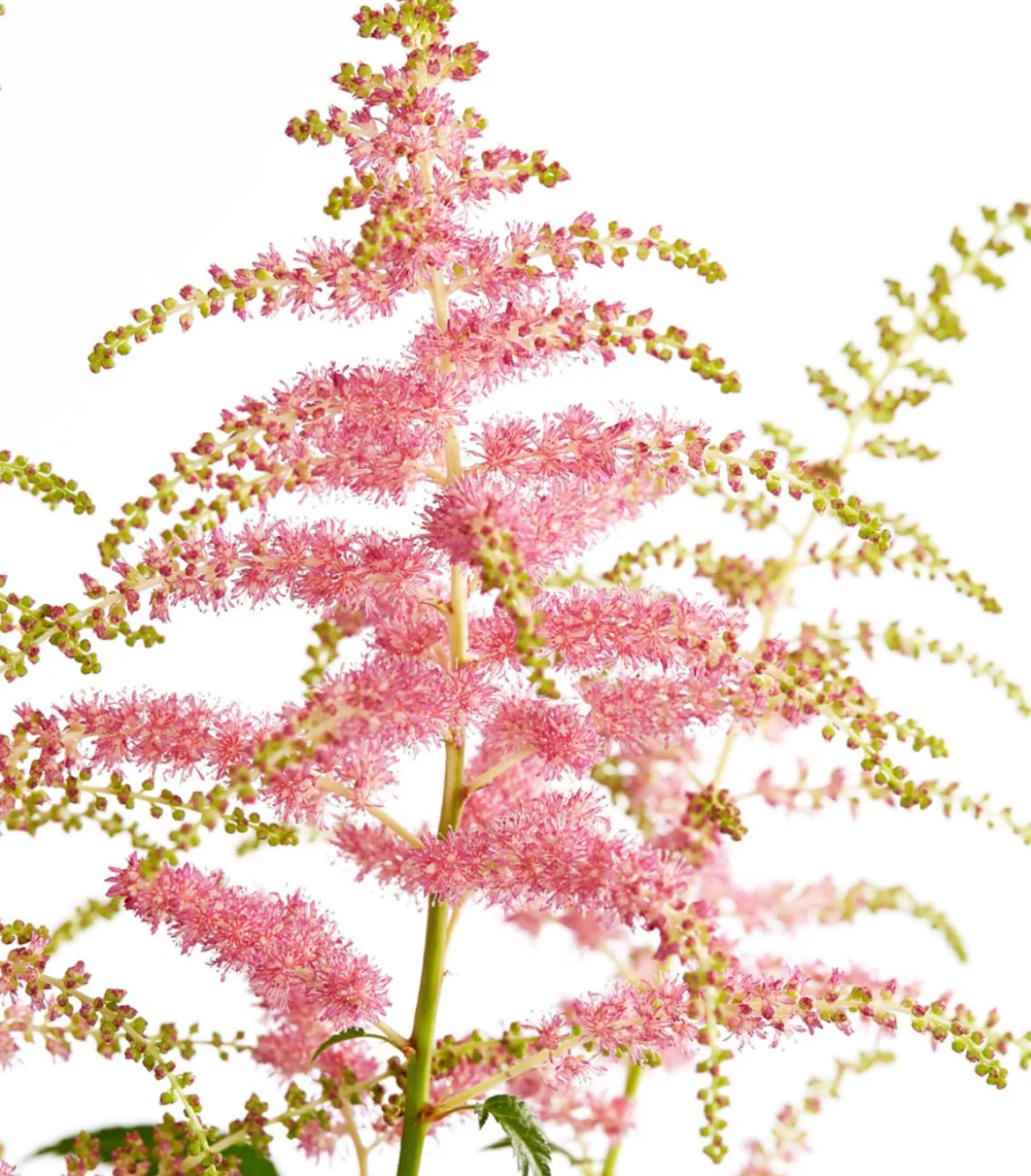 Prachtspiere, Astilbe