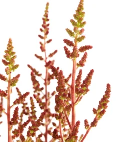 Prachtspiere, Astilbe