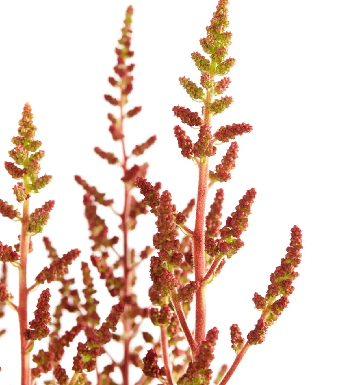 Prachtspiere, Astilbe