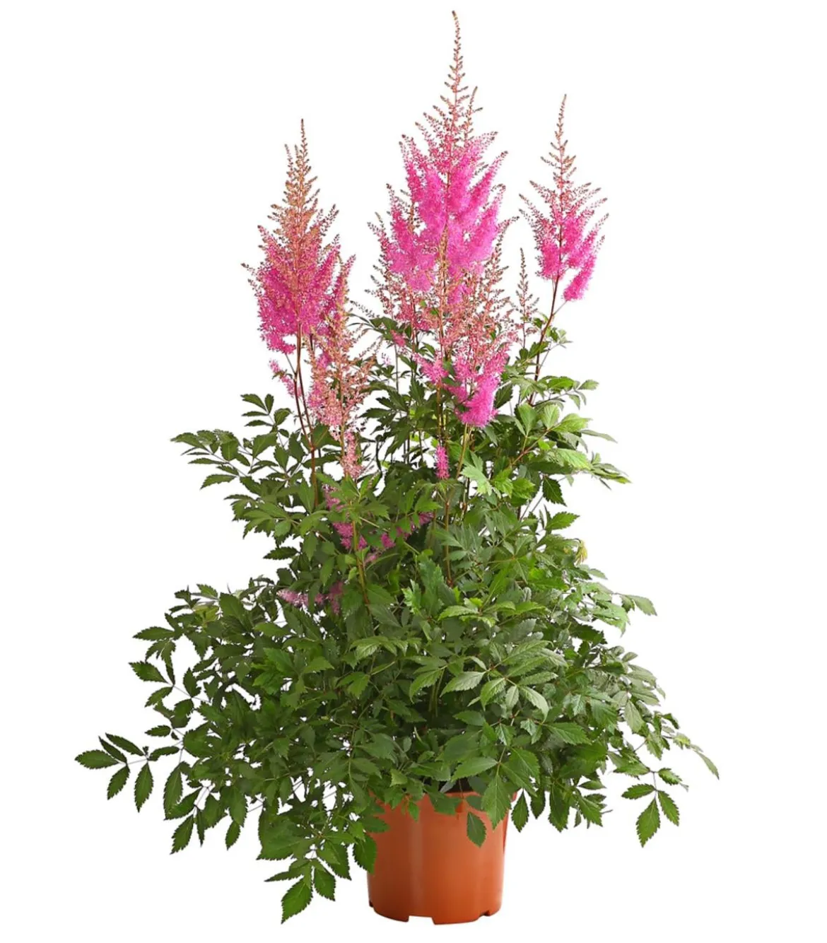 Prachtspiere, Astilbe