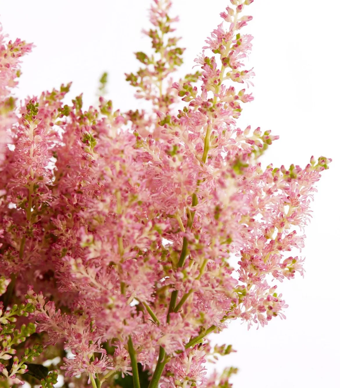 Prachtspiere, Astilbe