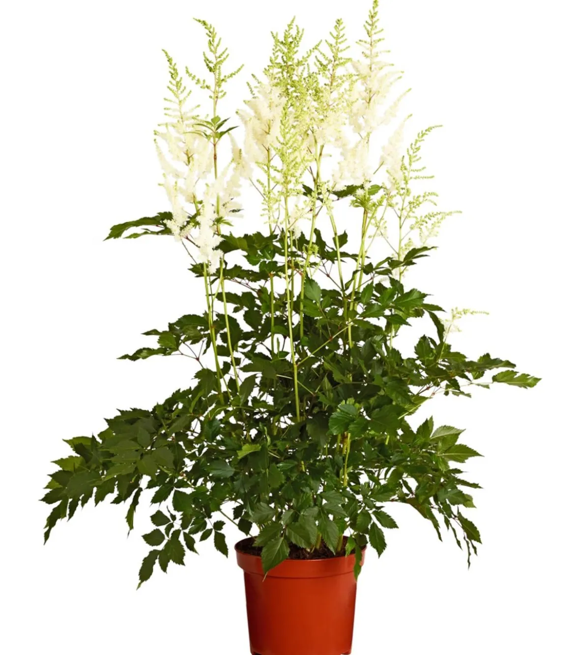 Prachtspiere, Astilbe