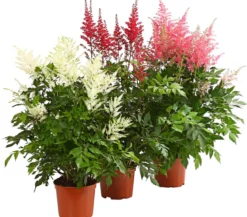 Prachtspiere, Astilbe, verschiedene Sorten