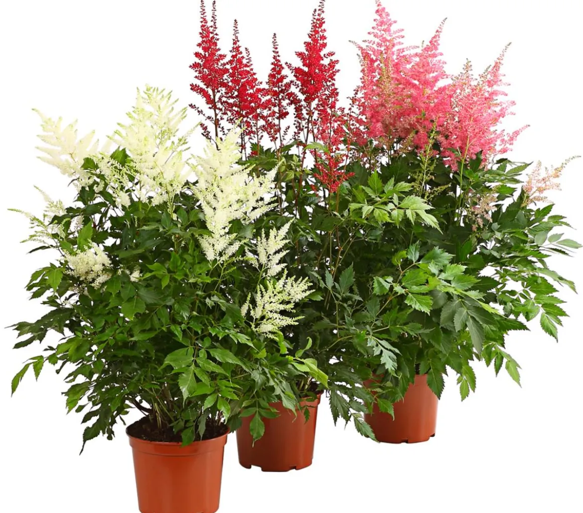 Prachtspiere, Astilbe, verschiedene Sorten