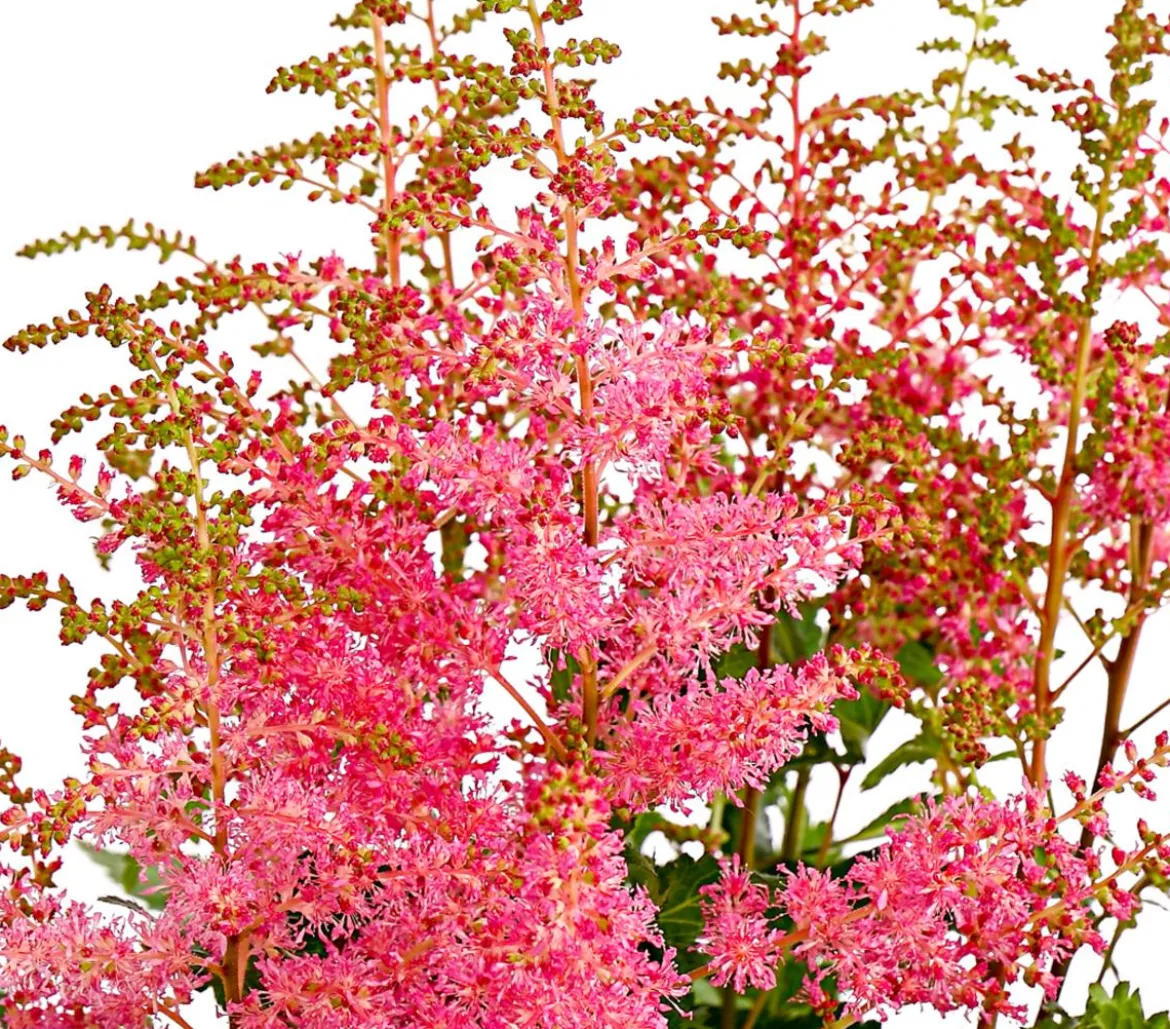 Prachtspiere, Astilbe, verschiedene Sorten