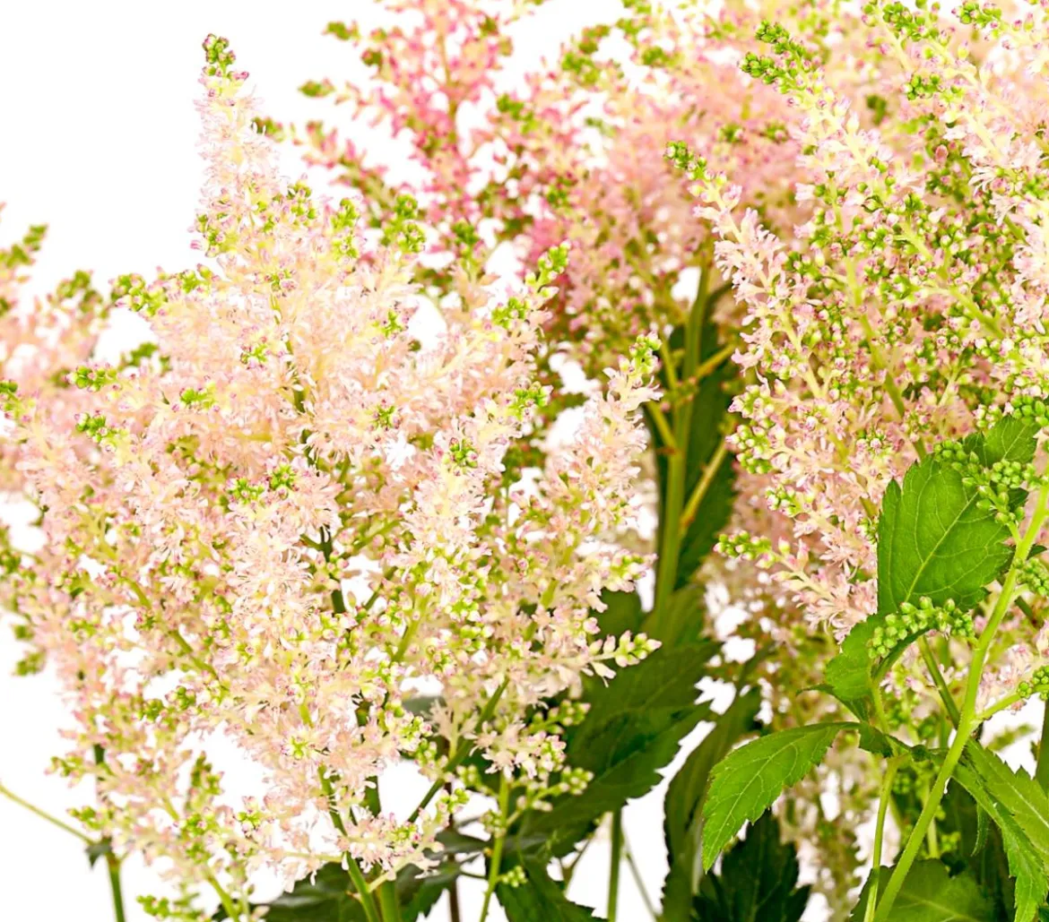 Prachtspiere, Astilbe, verschiedene Sorten