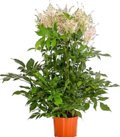 Prachtspiere, Astilbe, verschiedene Sorten