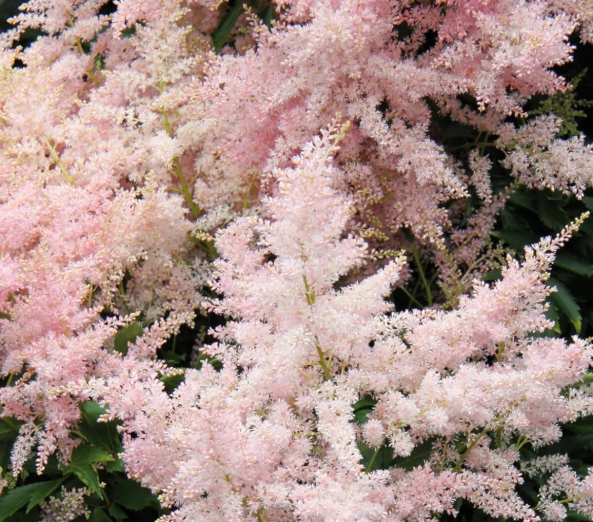 Prachtspiere, Astilbe, verschiedene Sorten
