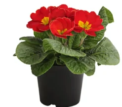 Primel, verschiedene Farben