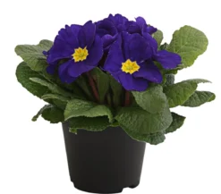 Primel, verschiedene Farben