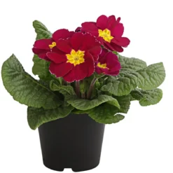 Primel, verschiedene Farben