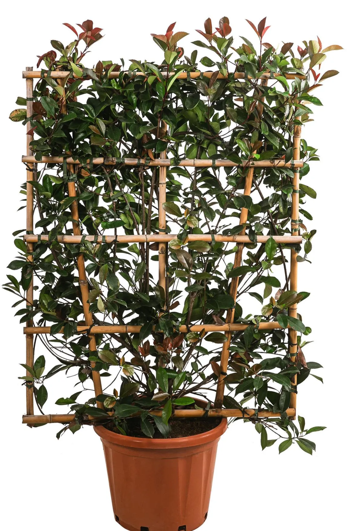 Purpur-Glanzmispel 'Red Robin', ca. 150-160 cm