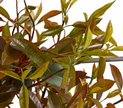 Purpur-Glanzmispel 'Red Robin', ca. 150-160 cm