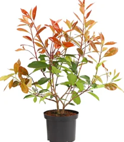 Purpur-Glanzmispel 'Red Robin'