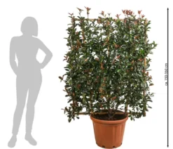 Purpur-Glanzmispel 'Robusta Compacta', ca. 150-160 cm