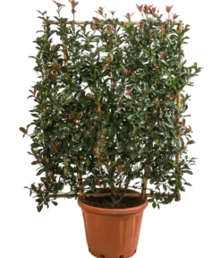 Purpur-Glanzmispel 'Robusta Compacta', ca. 150-160 cm