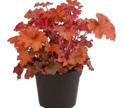 Purpurglöckchen 'Boysenberry'