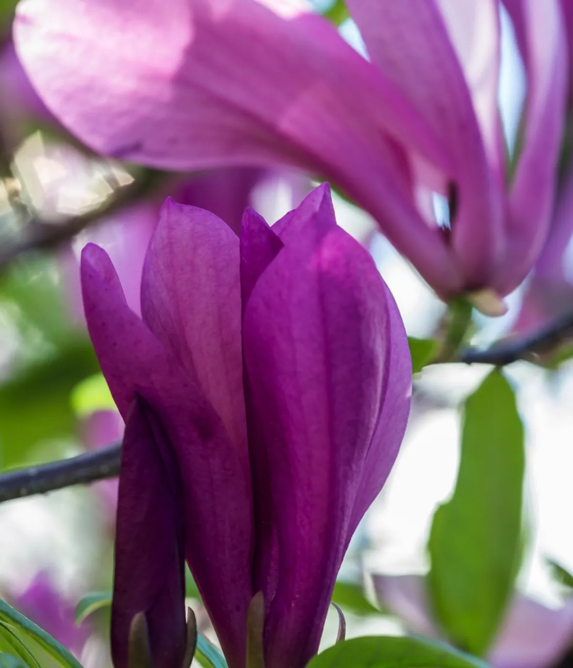 Purpur-Magnolie 'Susan'