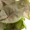 Purpurtute - Syngonium
