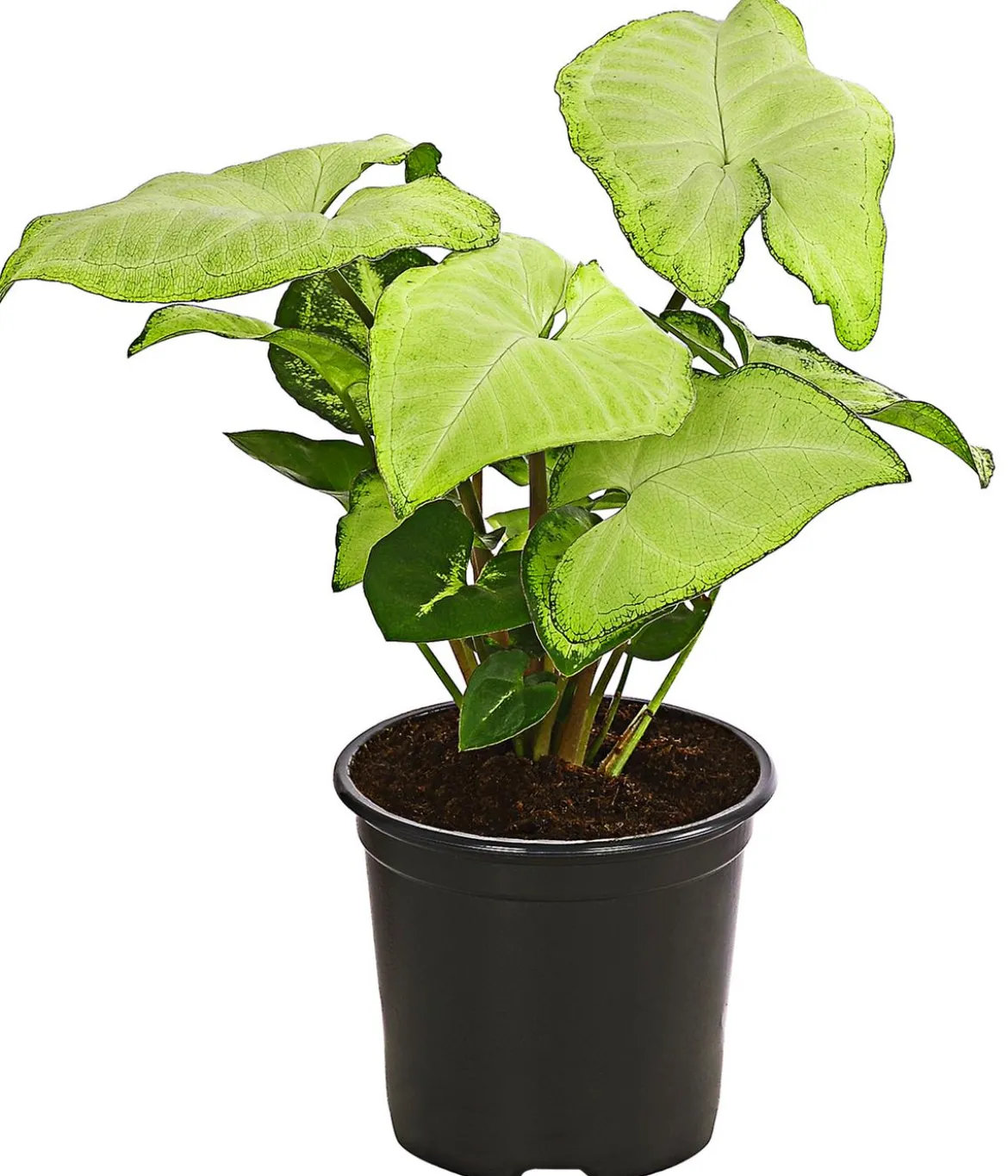 Purpurtute - Syngonium cultivars 'White Butterfly'