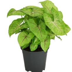Purpurtute - Syngonium 'Golden Feel Green'