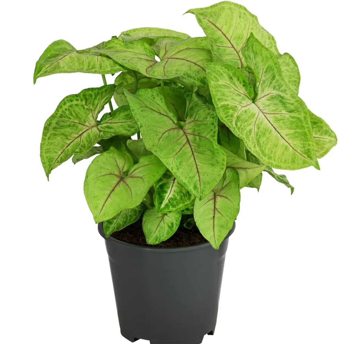 Purpurtute - Syngonium 'Golden Feel Green'