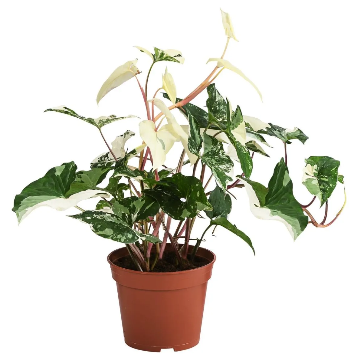 Purpurtute - Syngonium podophyllum 'Albo Variegata', panaschiert