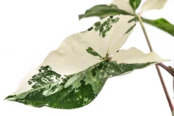 Purpurtute - Syngonium podophyllum 'Albo Variegata', panaschiert