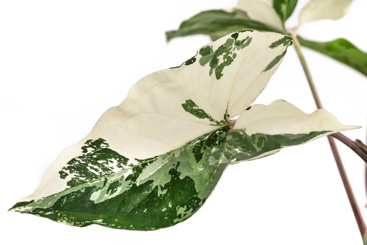 Purpurtute - Syngonium podophyllum 'Albo Variegata', panaschiert